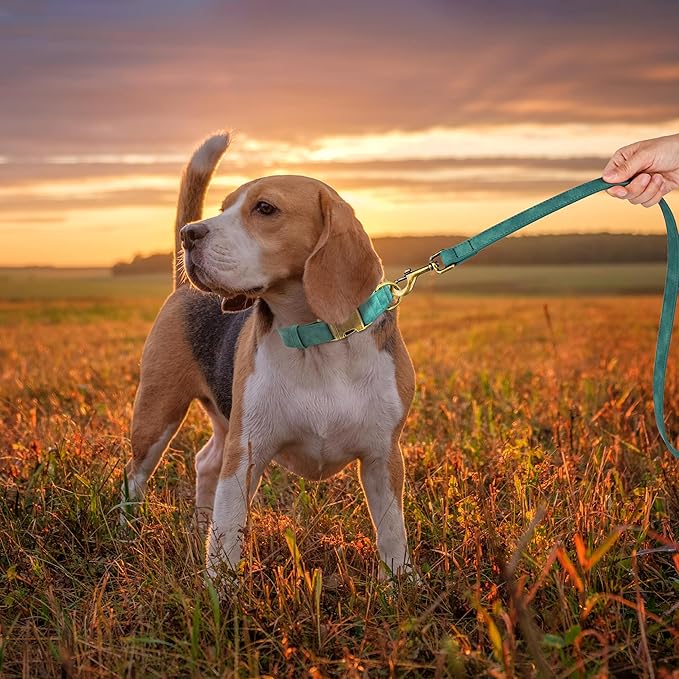 Didog Soft PU Leather Dog Collar, Stylish Quick Released Dog Collars for Medium Dogs, Easy Clean Adjustable Pet Collar for Daily Walking, Green, M Fit 13-21" Neck