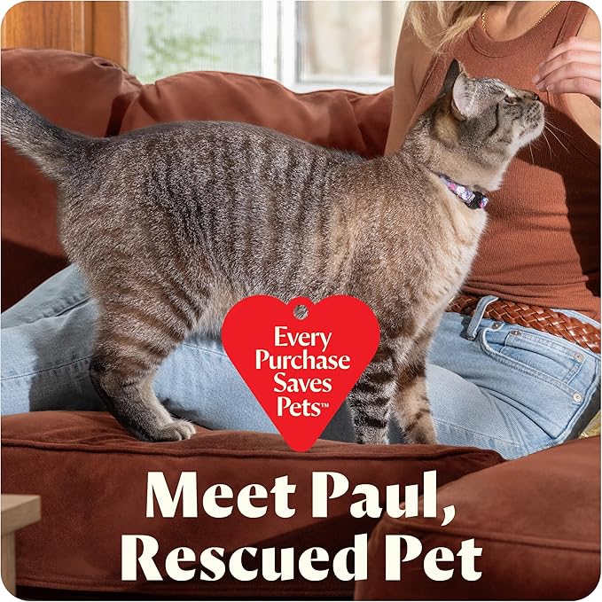 BISSELL Little Green Mini Portable Carpet and Upholstery Deep Cleaner, Car/Auto Detailer, with HydroRinse Self-Cleaning Tool and 4" Tough Stain Tool, Tea Green, 4075