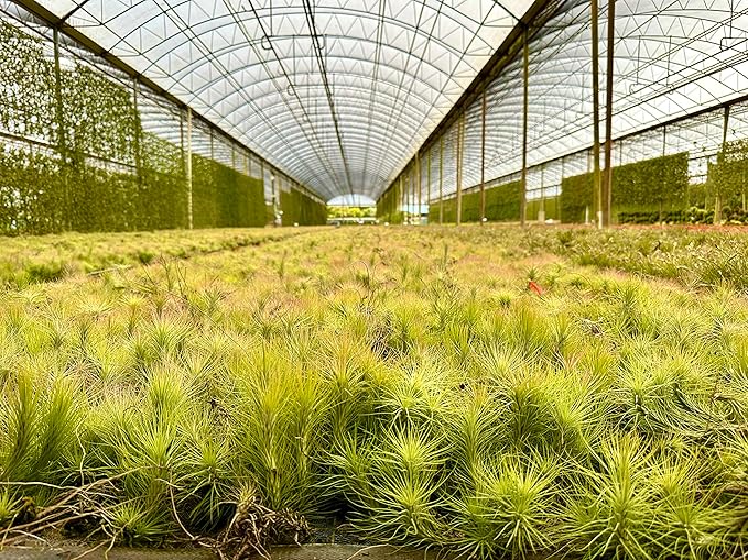 Air Plants - Tillandsia Funckiana, Large 5" - 3ct - Live Arrival Guaranteed - House Plants for Home Decor & Gift